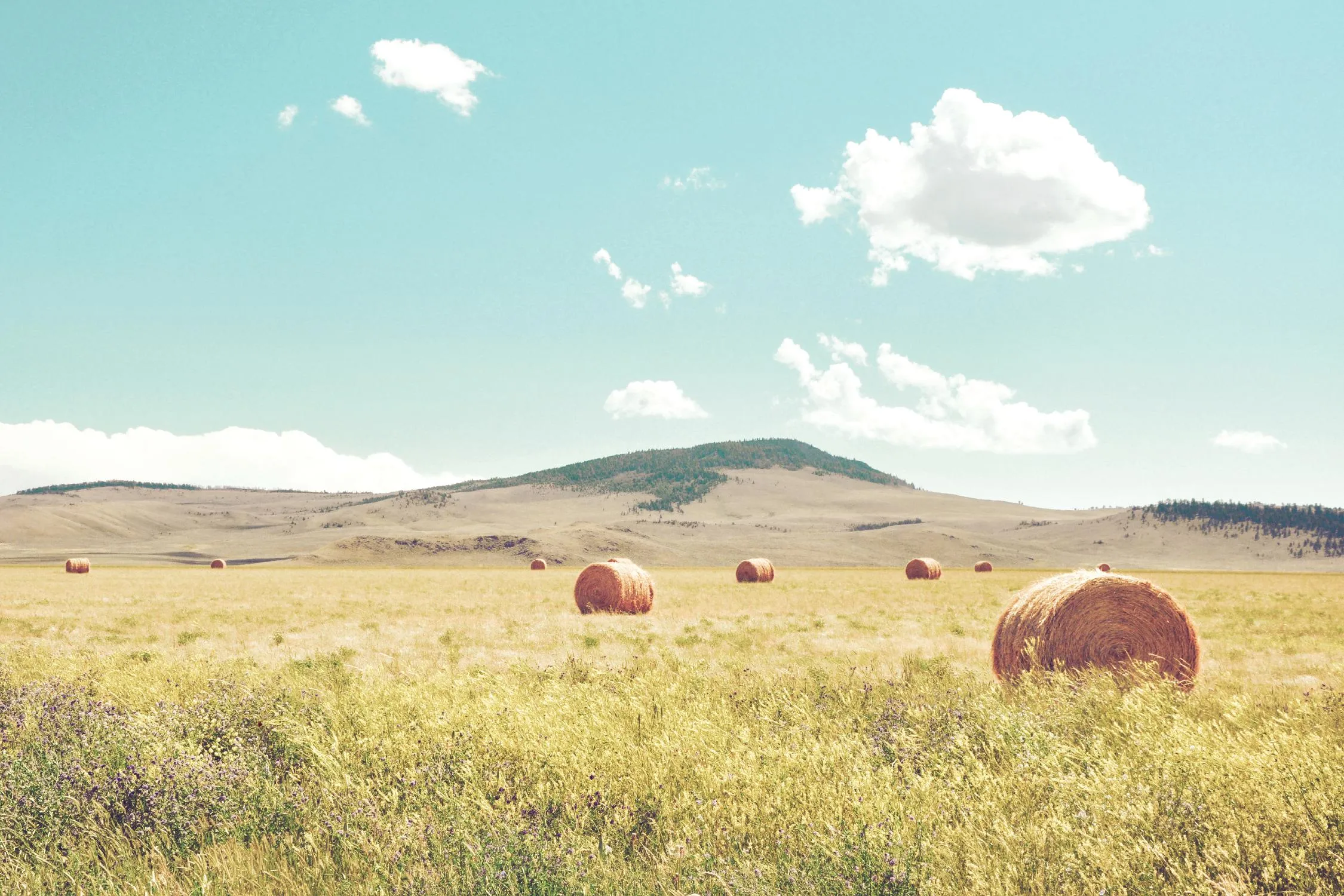 A Day in the Fields