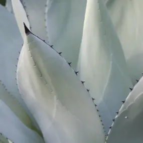 Black Tip Succulent